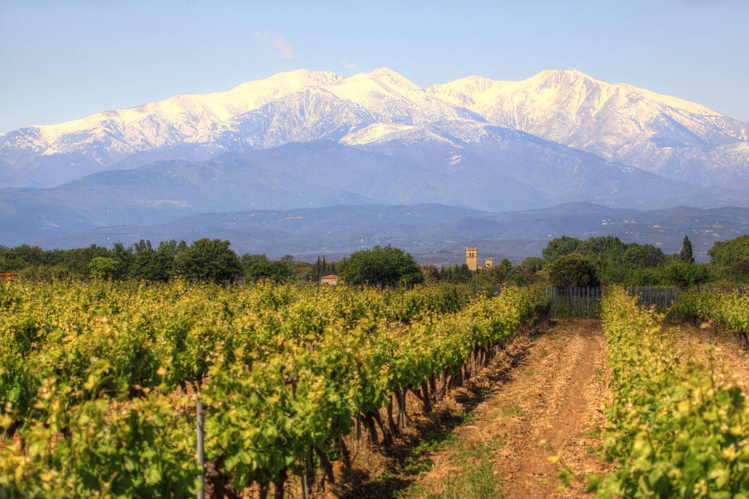 vin Pyrénées orientales